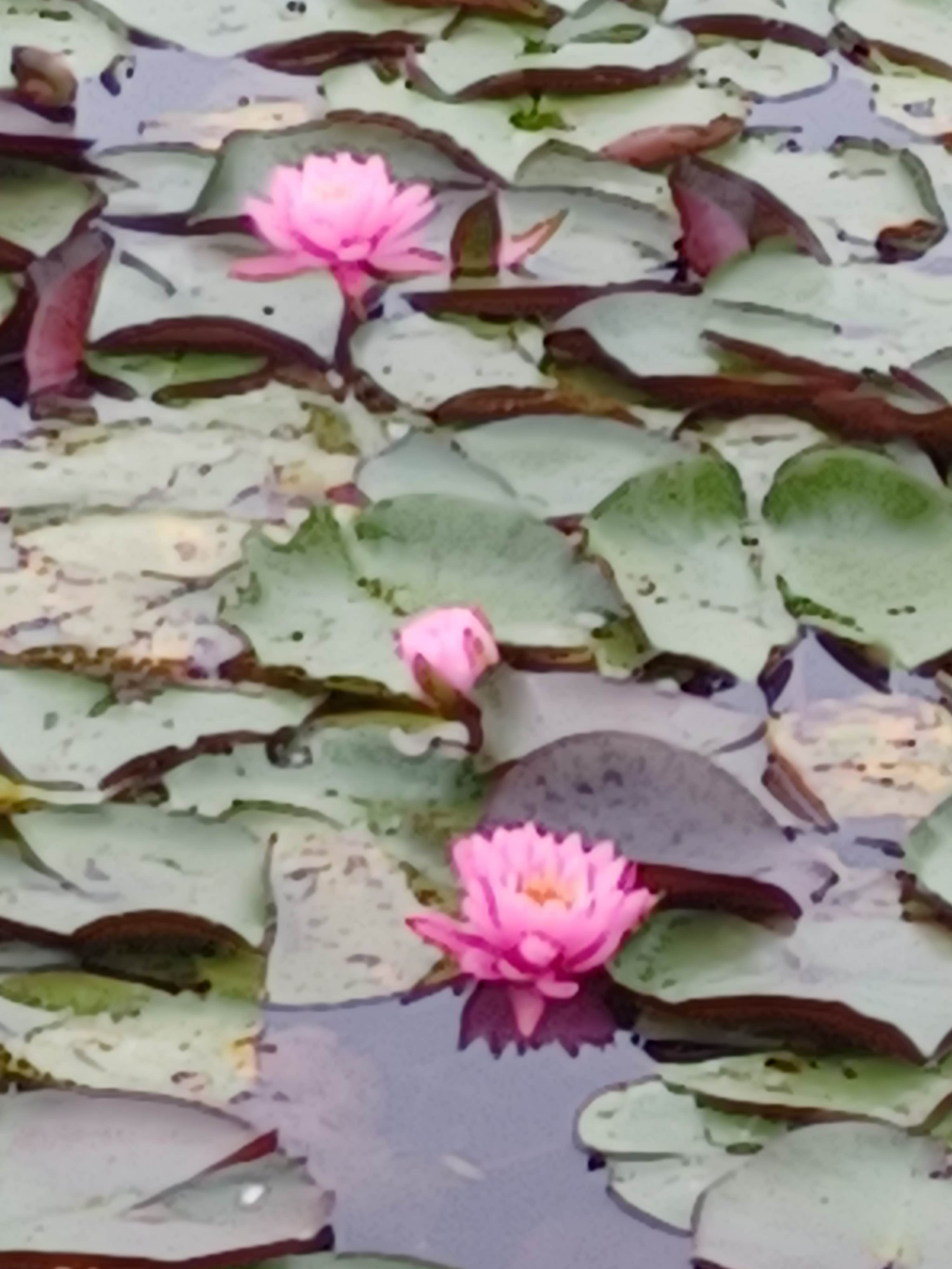 Camper-submitted photo at Bonanza Conservation Area near Miami, MO