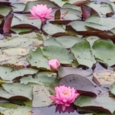 lily pads blooming the first morning there