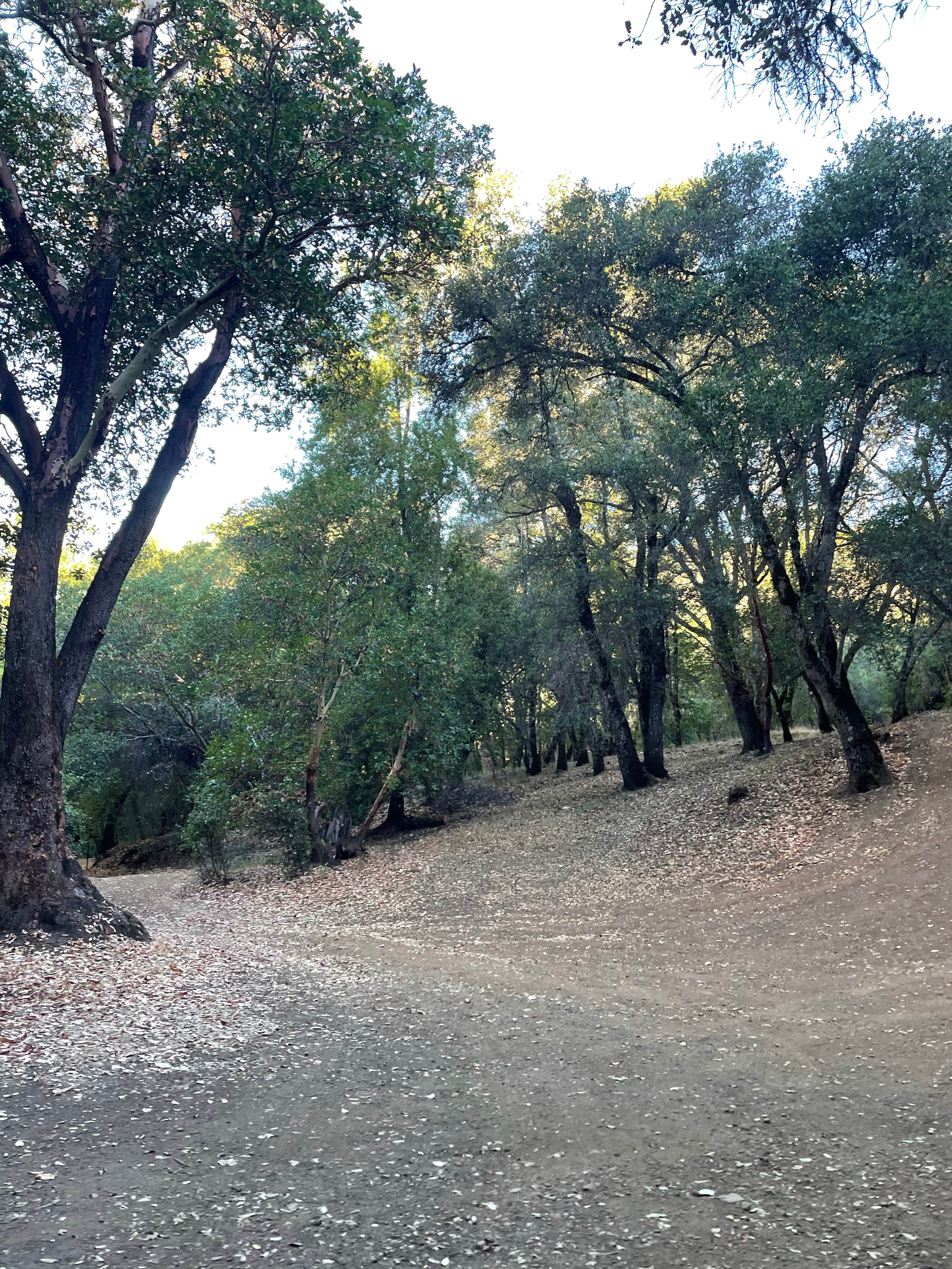 Camper-submitted photo at BLM Sheldon Creek near Sebastopol, CA