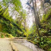 Review photo of Gold Bluffs Beach Campground — Prairie Creek Redwoods State Park by Autumn O., July 17, 2022