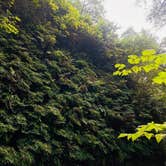 Review photo of Gold Bluffs Beach Campground — Prairie Creek Redwoods State Park by Autumn O., July 17, 2022