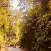 Review photo of Gold Bluffs Beach Campground — Prairie Creek Redwoods State Park by Autumn O., July 17, 2022