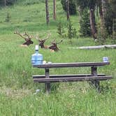 Review photo of Bridge Bay Campground — Yellowstone National Park by Donitza I., July 17, 2022