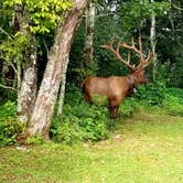 Review photo of Mile High Campground — Great Smoky Mountains National Park by Katrin M., July 17, 2022