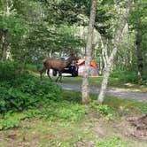 Review photo of Mile High Campground — Great Smoky Mountains National Park by Katrin M., July 17, 2022