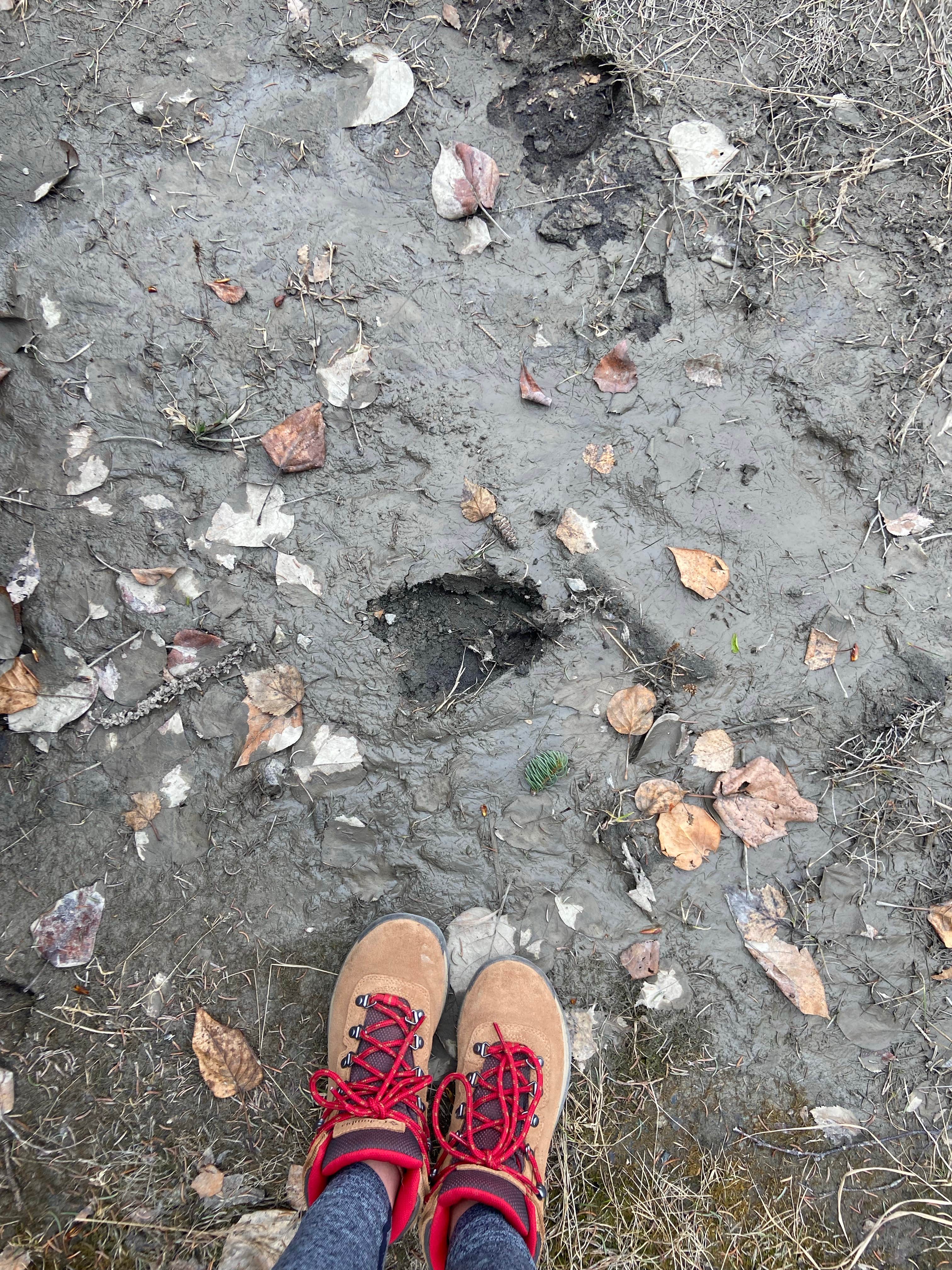 Camper-submitted photo at Wrangell View Campground near Chitina, AK