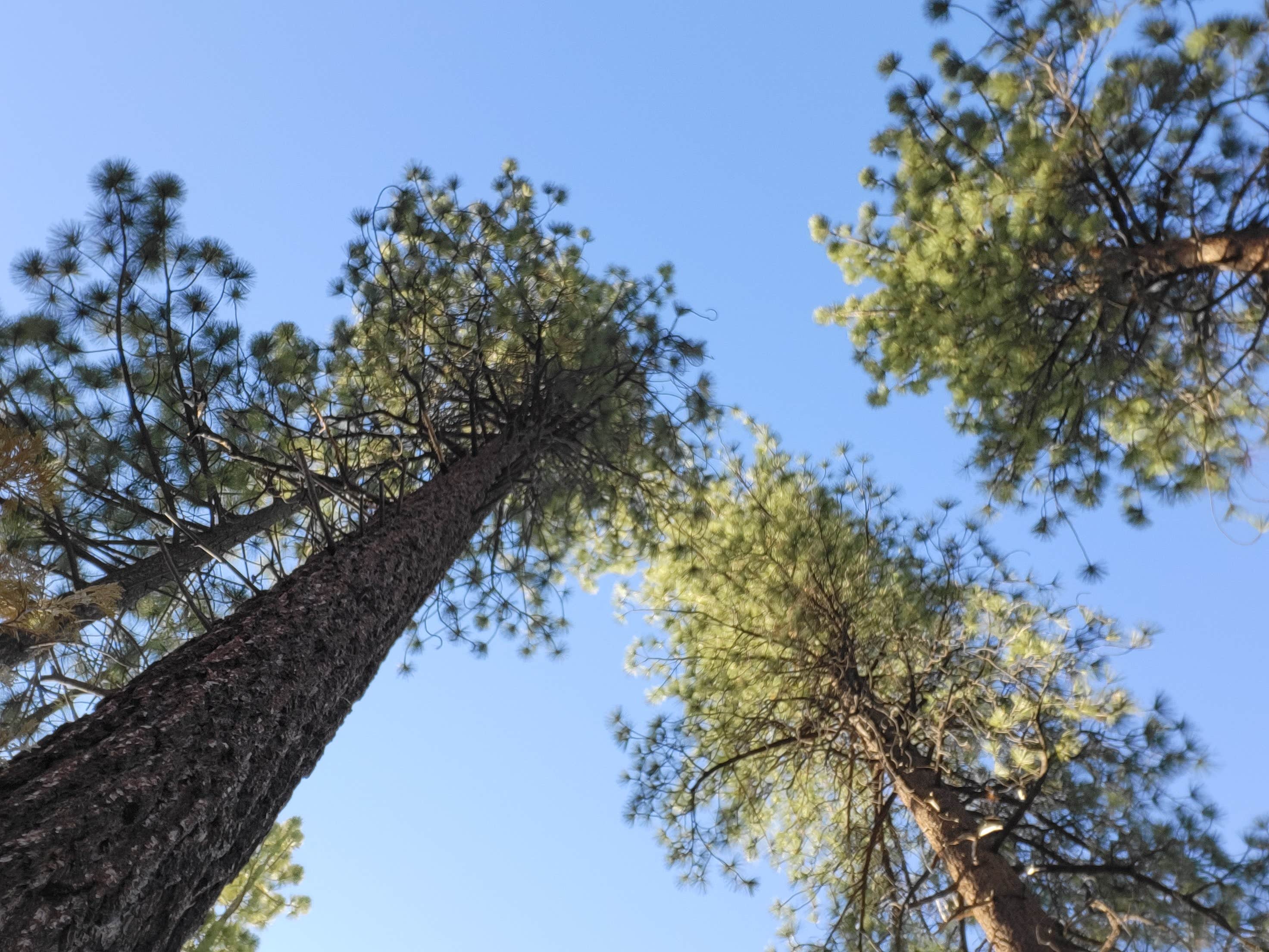 Camper-submitted photo at Dome Rock Dispersed Camping near Sequoia National Forest