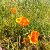 Review photo of Sibley Volcanic Regional Preserve by Elliott B., July 19, 2018