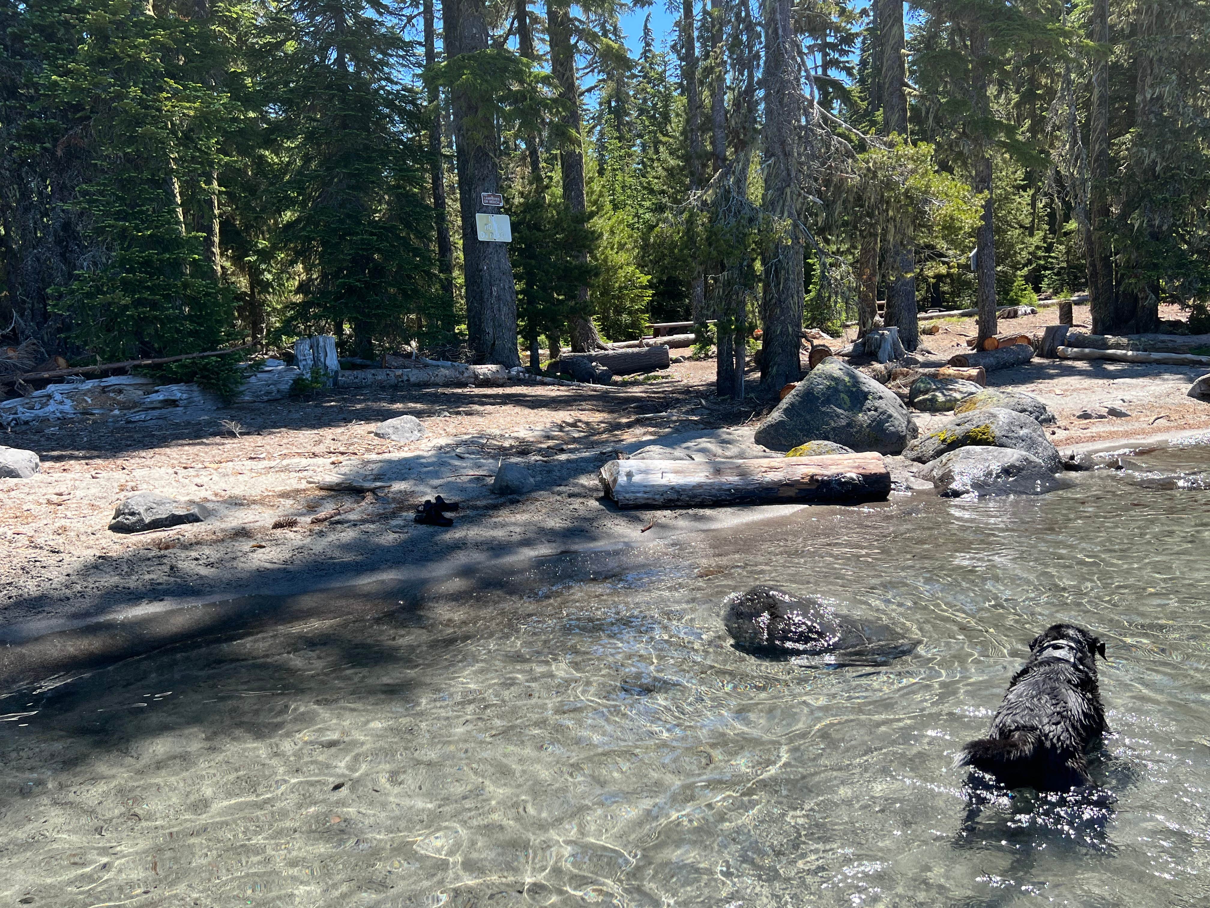 Dawn K.'s photo of camping with pets at Islet Campground near Oakridge, OR