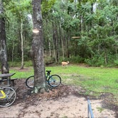 Review photo of Fontainebleau State Park Campground by Aaron D., July 17, 2022