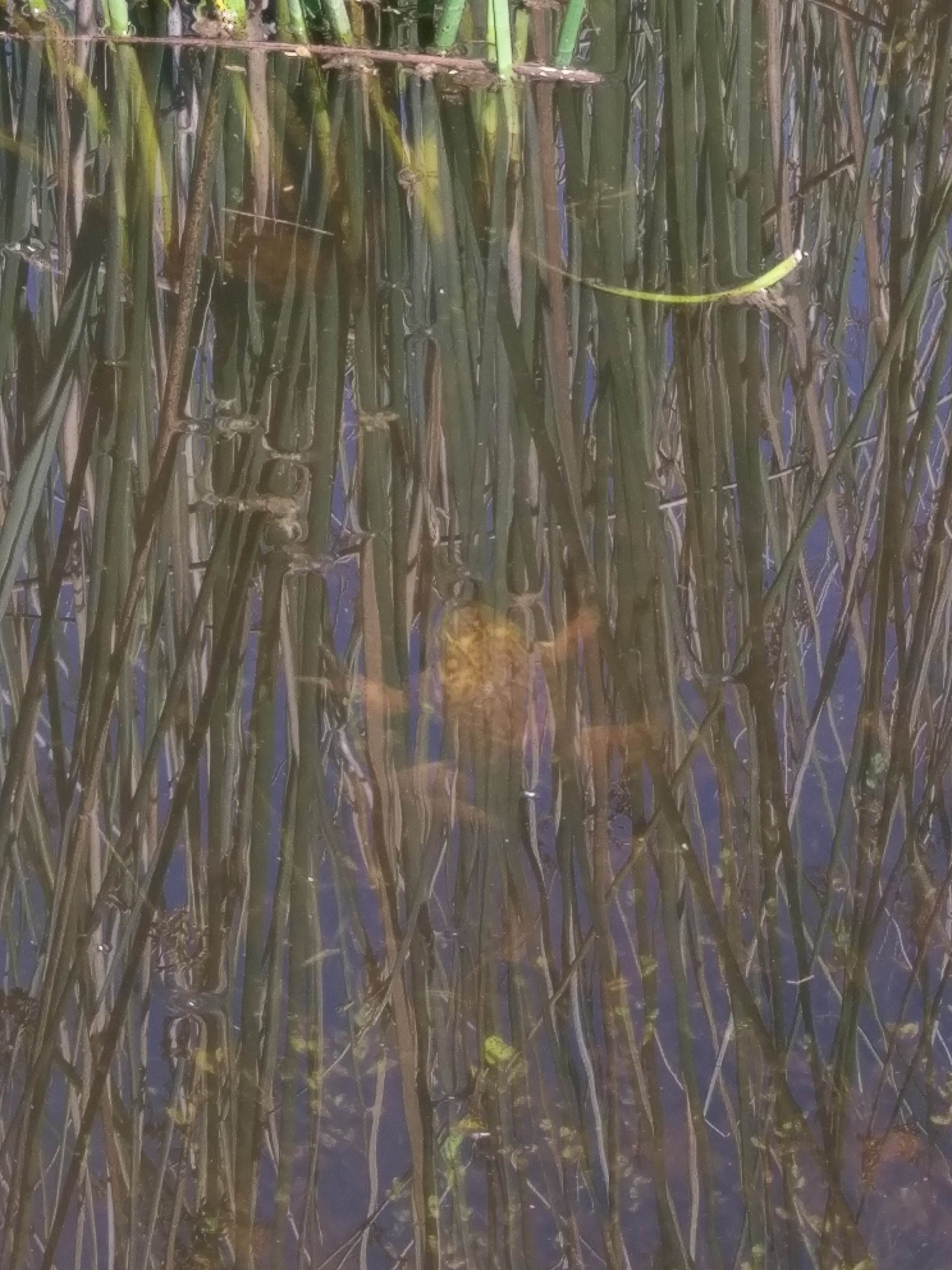 Camper-submitted photo at Sibley Volcanic Regional Preserve near Alamo, CA