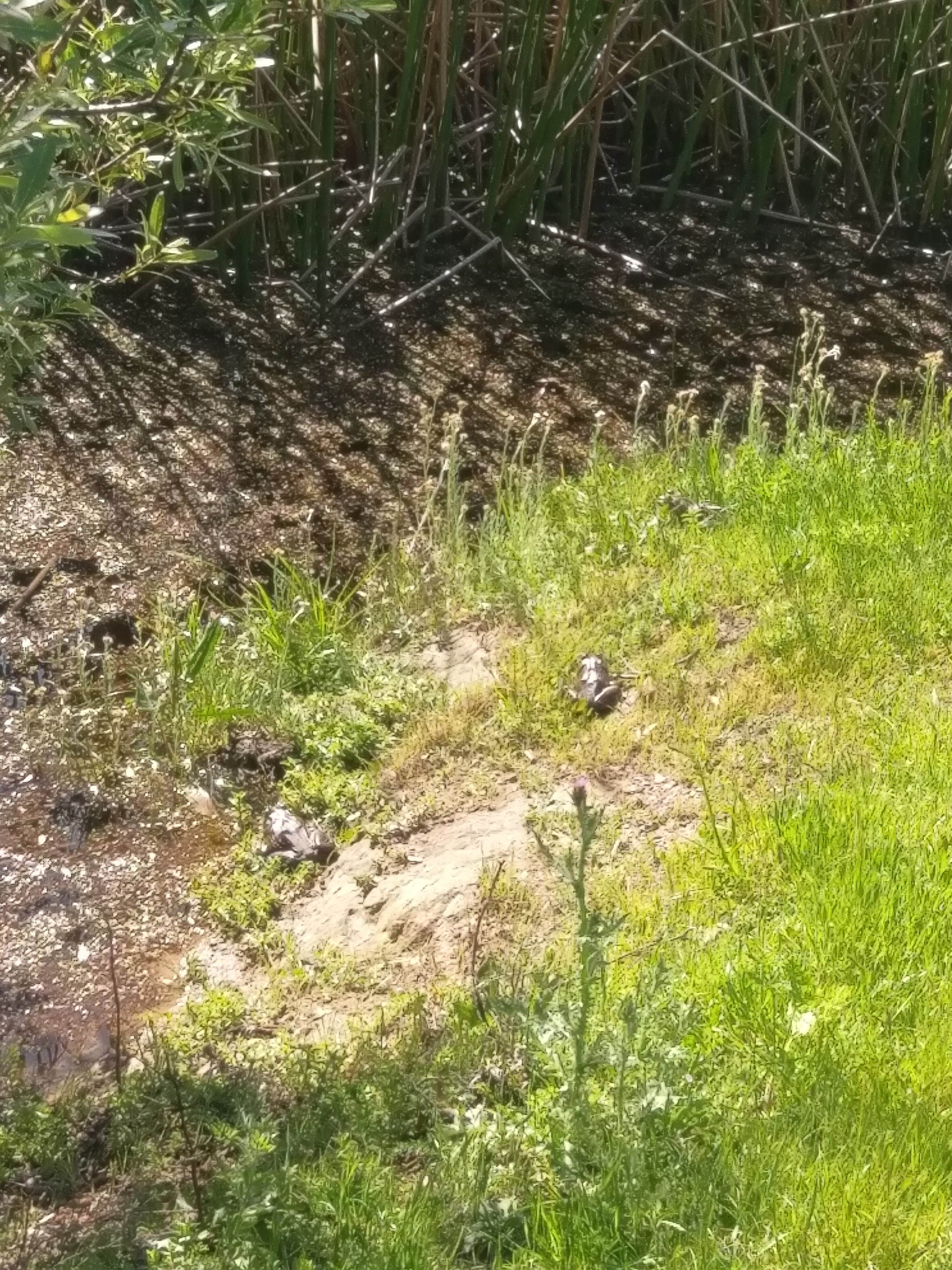 Camper-submitted photo at Sibley Volcanic Regional Preserve near Alamo, CA