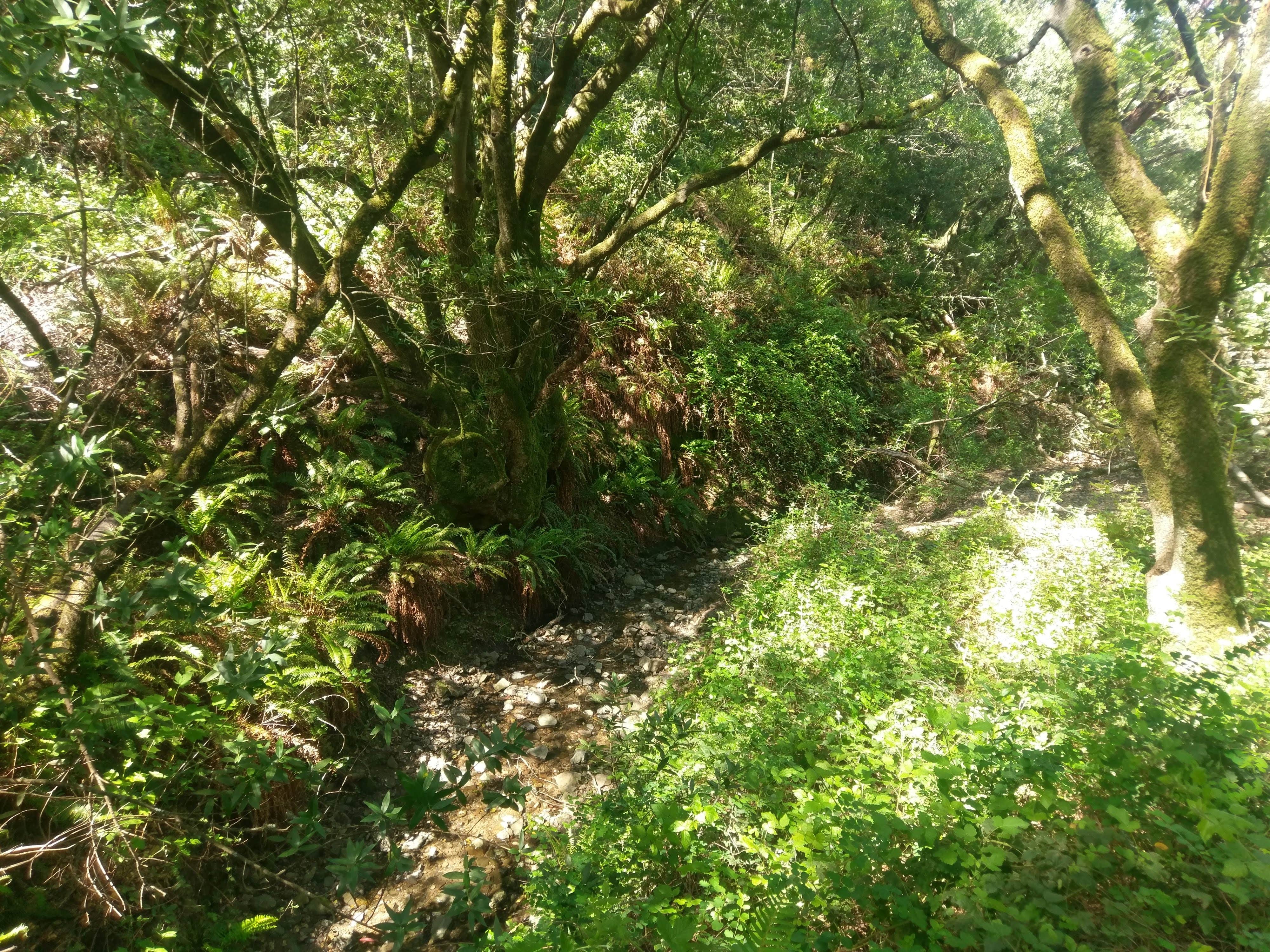 Camper-submitted photo at Sibley Volcanic Regional Preserve near Alamo, CA