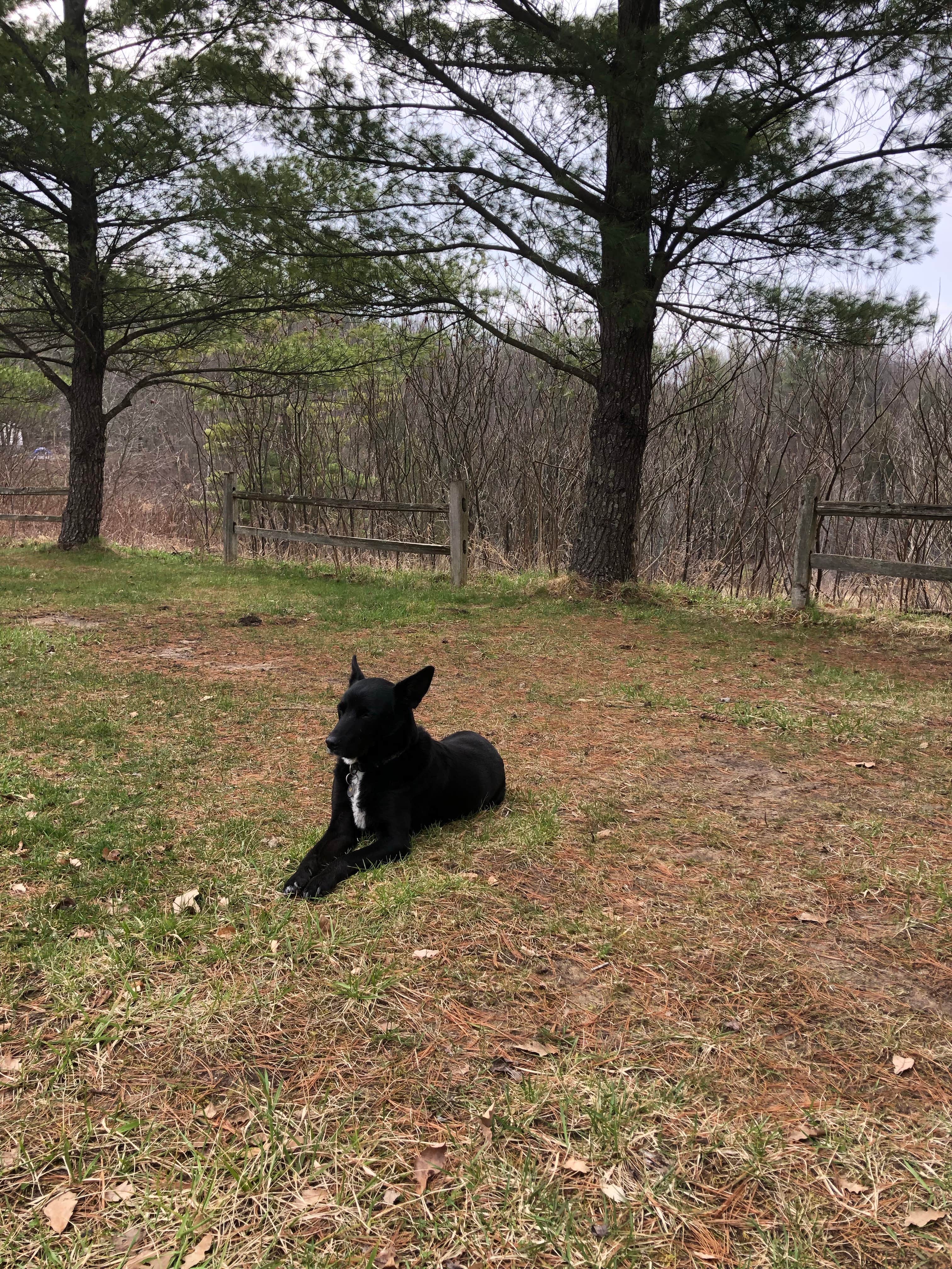emily P.'s photo of camping with pets at Coolwater on the Pine River Campground near Huron-Manistee National Forests