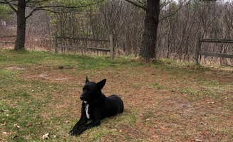 emily P.'s photo of camping with pets at Coolwater on the Pine River Campground near Huron-Manistee National Forests