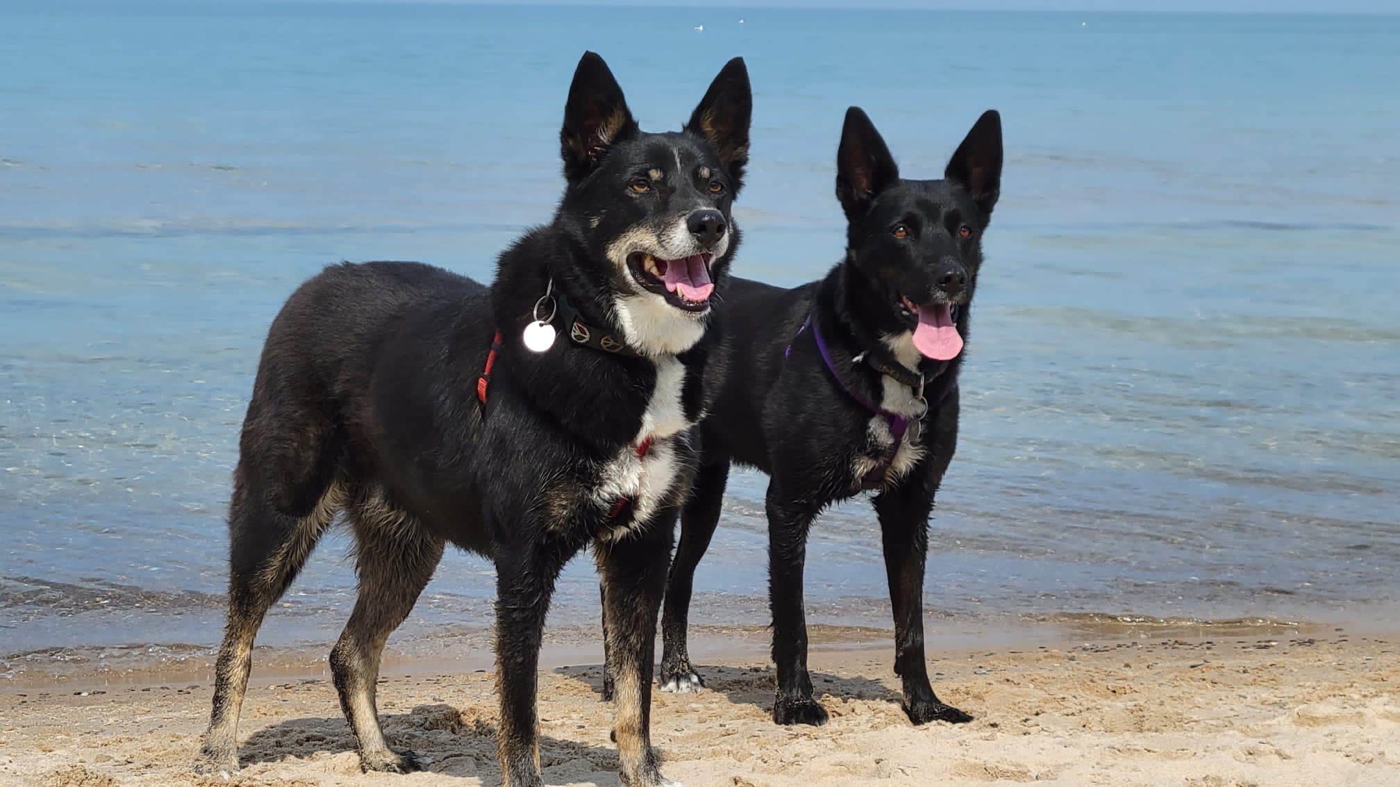 emily P.'s photo of camping with pets at Weko Beach Campground near South Bend, IN