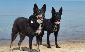 emily P.'s photo of camping with pets at Weko Beach Campground near Michigan City, IN