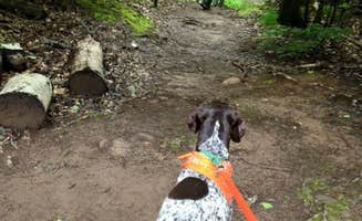 Jay W.'s photo of camping with pets at Backcountry Campsites, Cabins, & Yurts — Porcupine Mountains Wilderness State Park near Hurley, WI