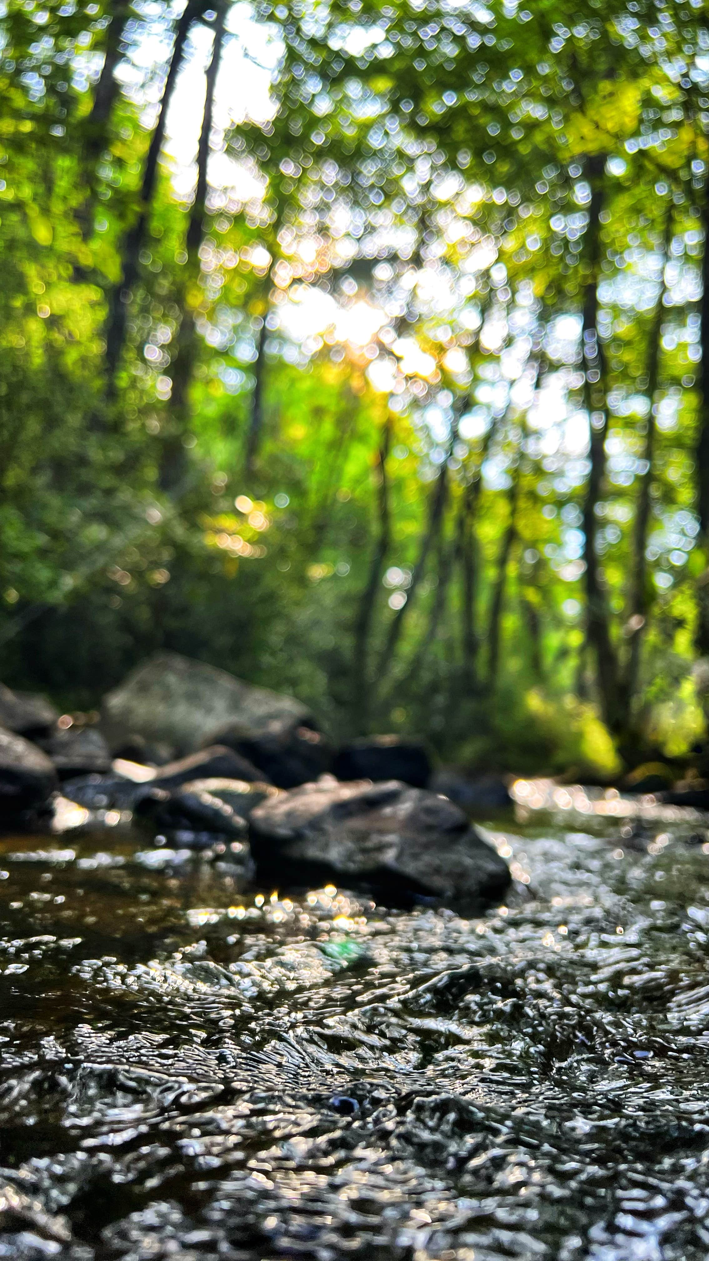 Camper-submitted photo at Washington & Jefferson National Forest Dispersed Sites near Laurel Bloomery, TN