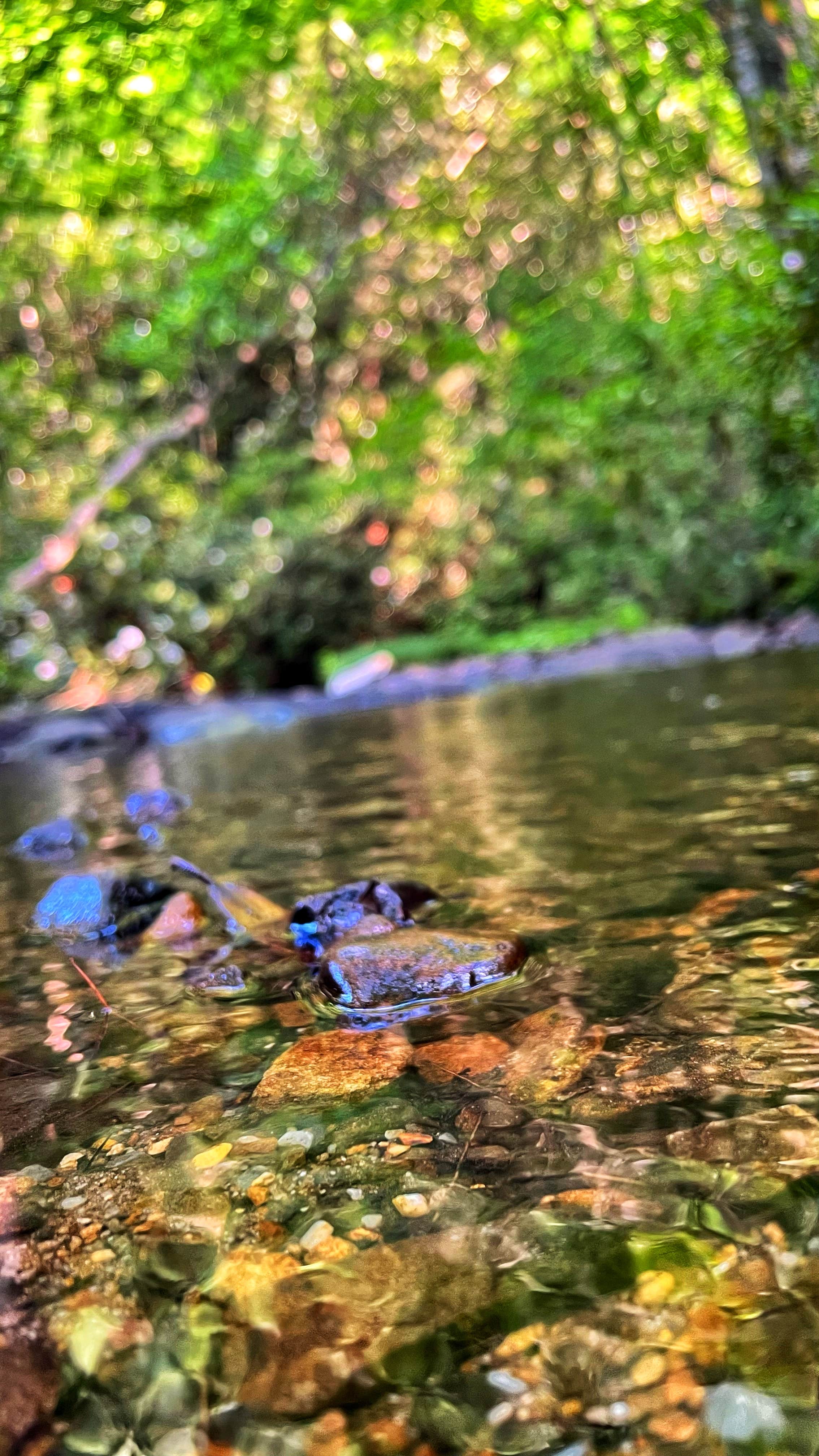 Washington & Jefferson National Forest Dispersed Sites