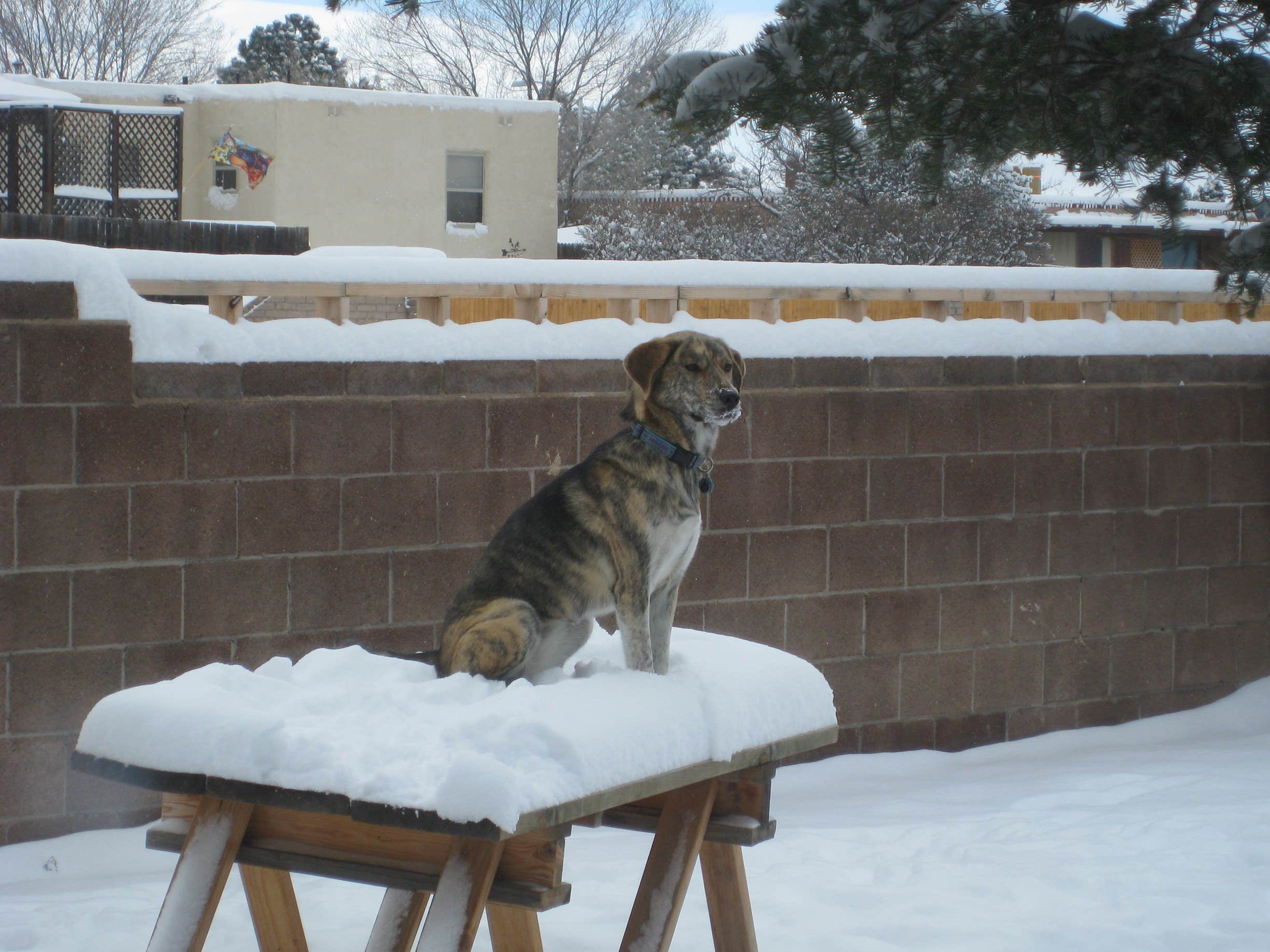 The Dyrt's photo of camping with pets at Rustic RV near Key West, FL
