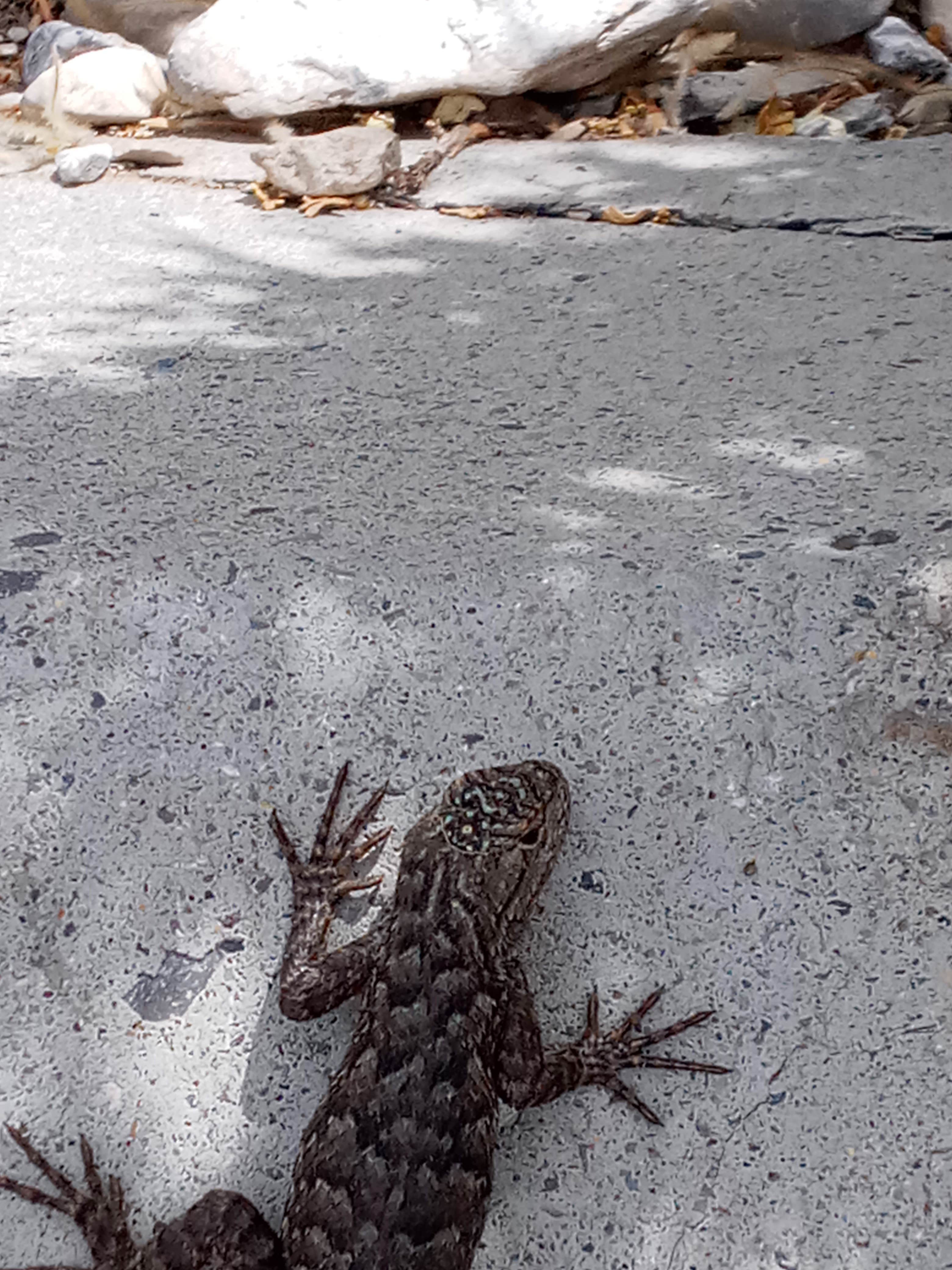 Camping near Jarbidge: Sawmill, Owyhee, Nevada