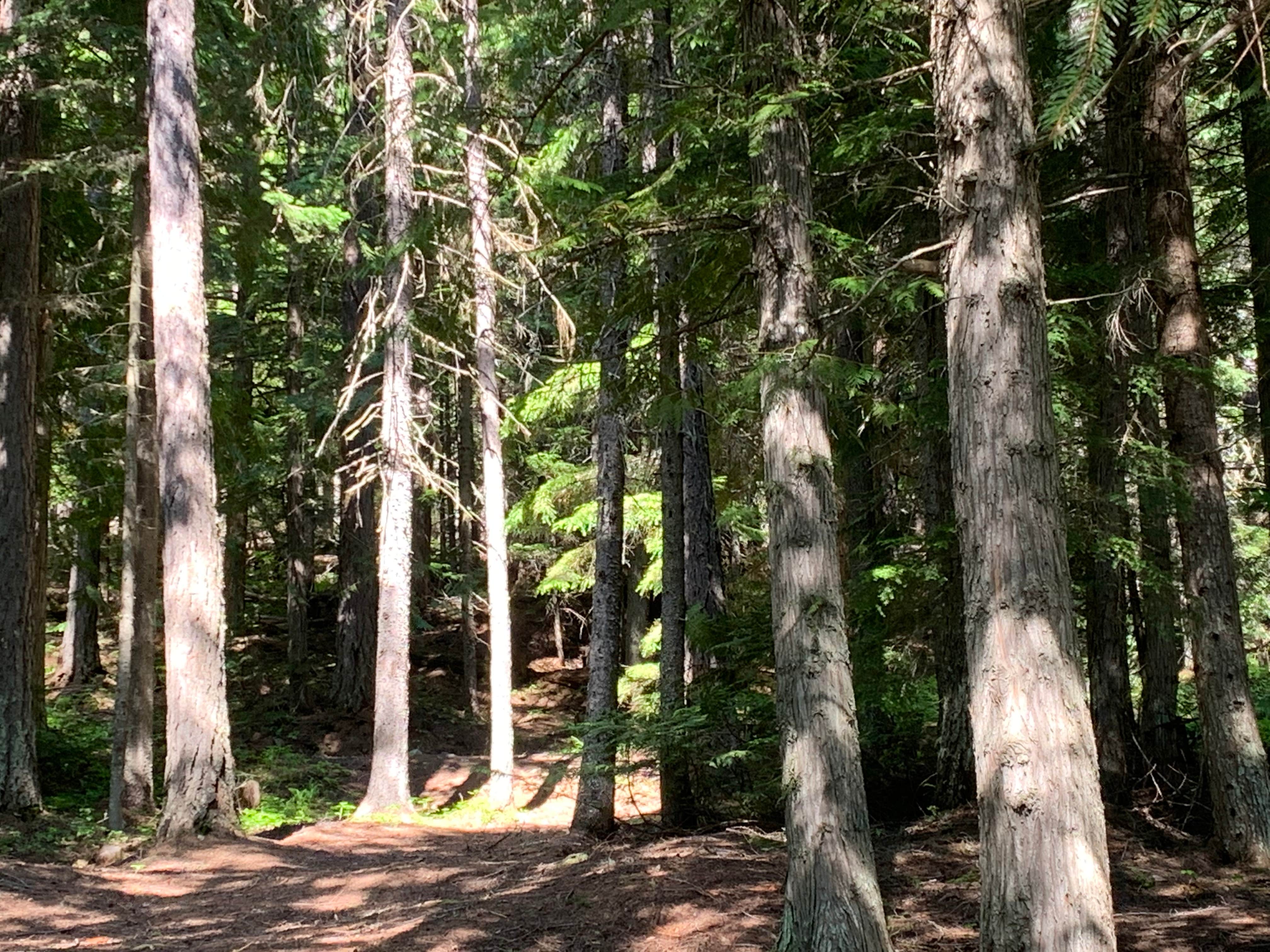 Camper-submitted photo at Howard Lake Campground near Trout Creek, MT