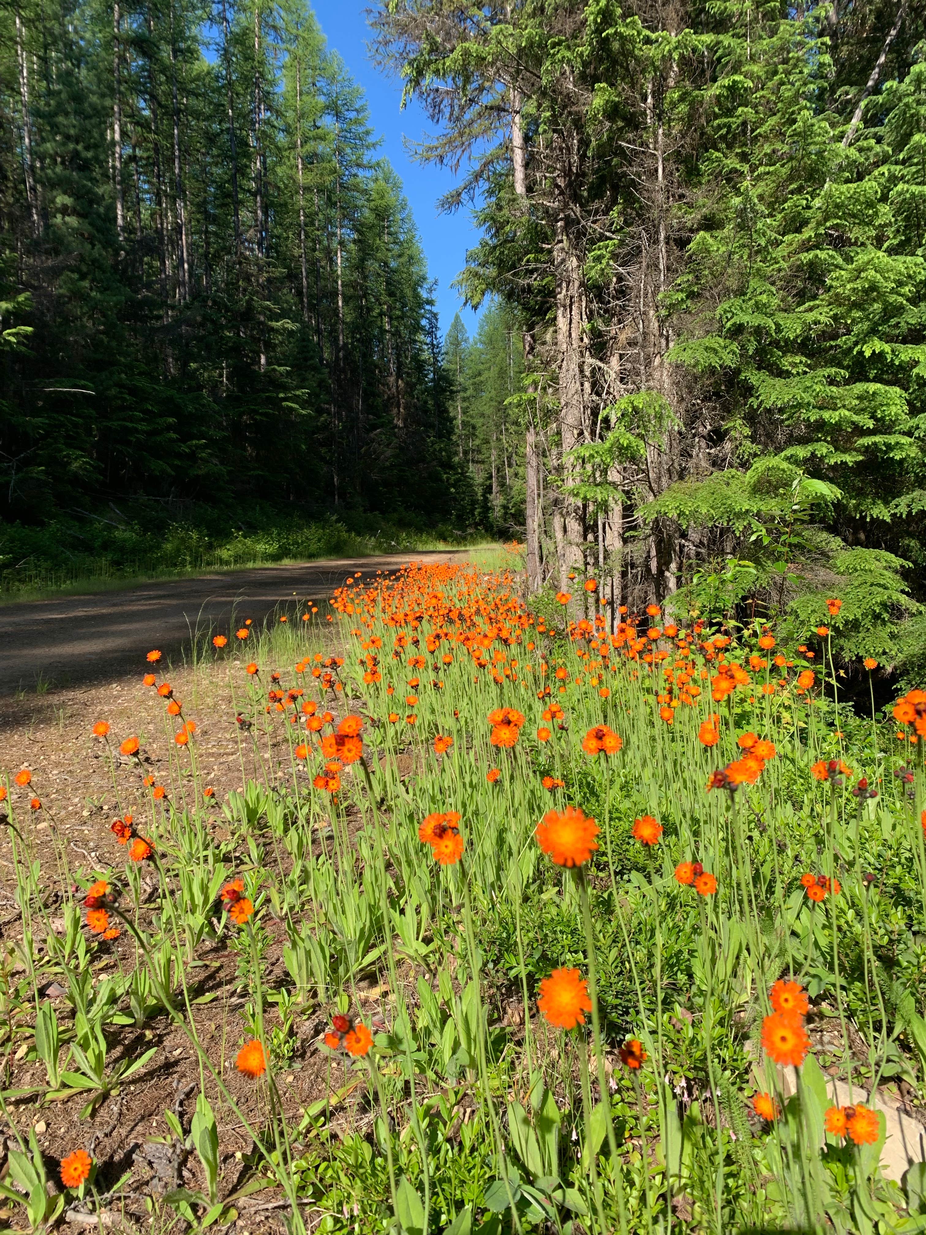 Camper-submitted photo at Howard Lake Campground near Trout Creek, MT