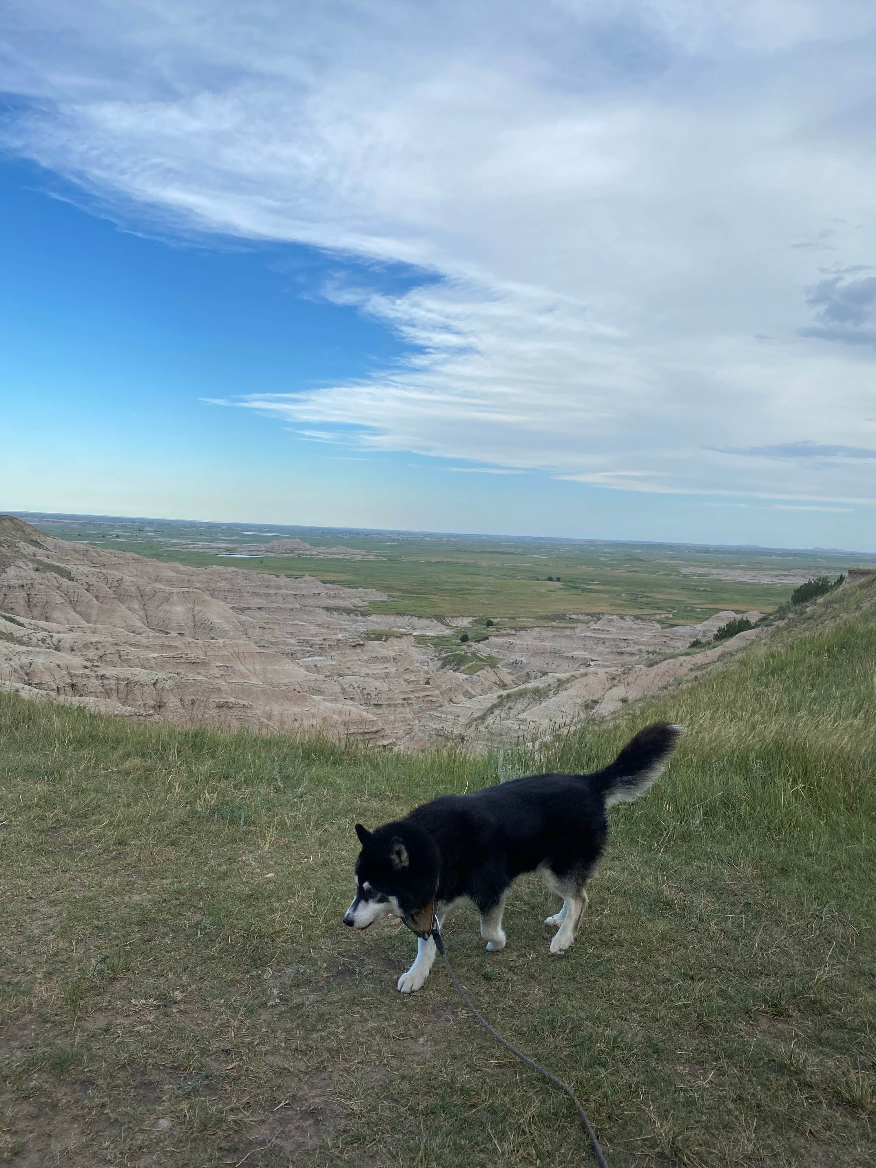Alyssa L.'s photo of camping with pets at Buffalo Gap Dispersed Camping near Badlands National Park