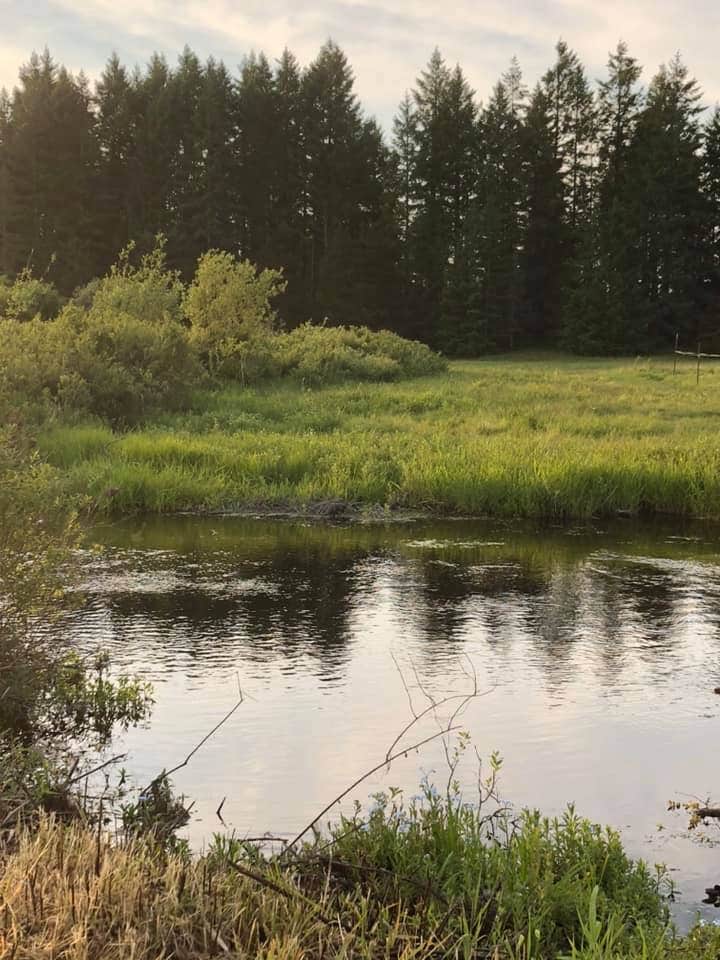 Camping near Jarrell Cove State Park Campground: Old Iron Park, Shelton, Washington