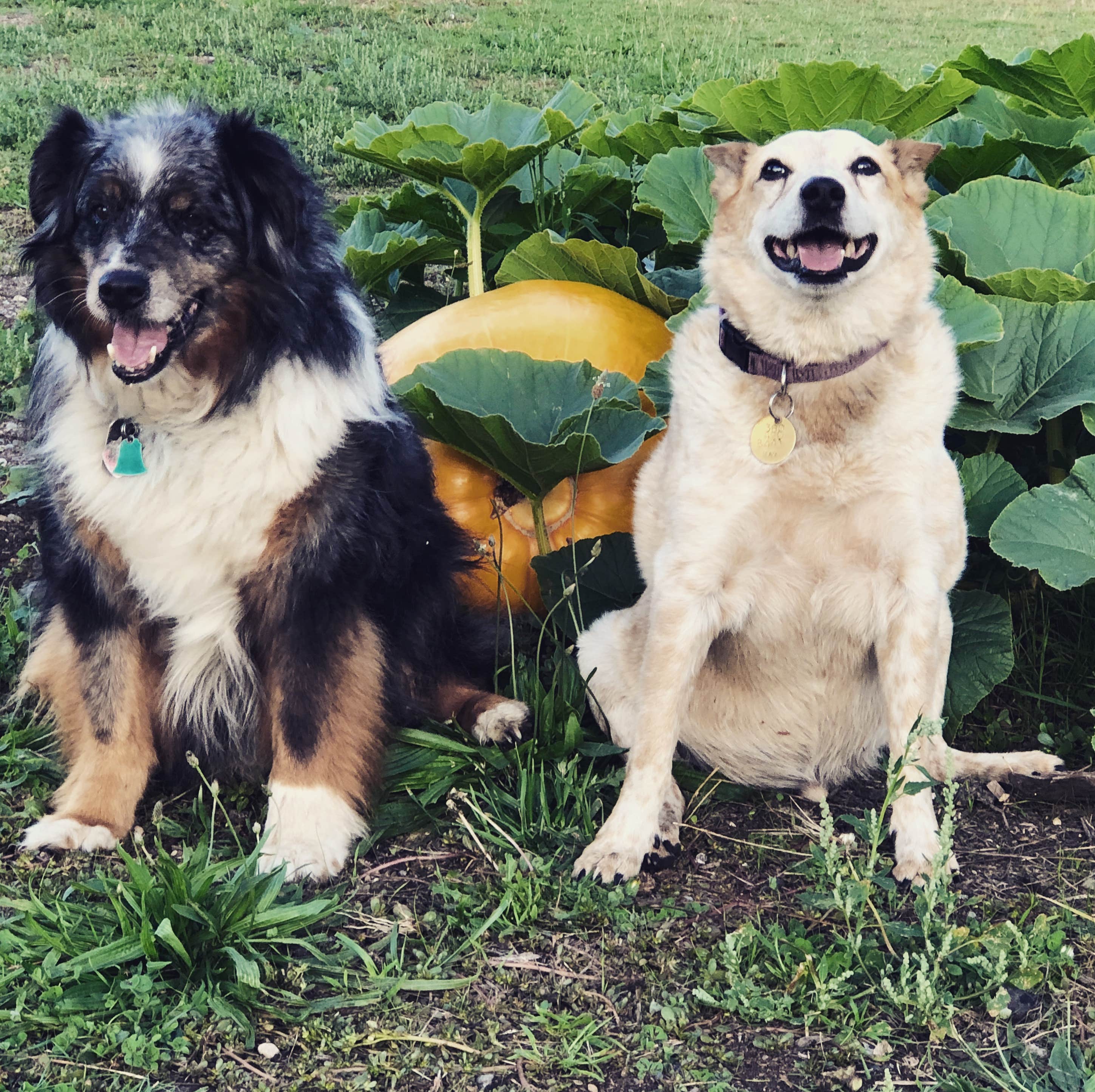 APRIL C.'s photo of camping with pets at Old Iron Park near Olympia, WA