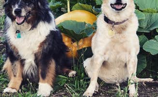 APRIL C.'s photo of camping with pets at Old Iron Park near Olympia, WA