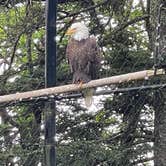 Review photo of Grandfather Mountain Campground by Shana D., July 18, 2022