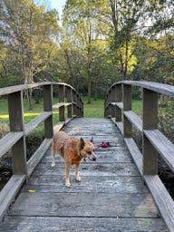 Art S.'s photo of camping with pets at Lake Le-Aqua-Na State Recreation Area in Illinois