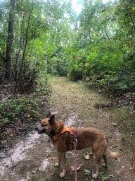 Art S.'s photo of camping with pets at Thomas Woods Campground near Fontana-on-Geneva Lake, WI