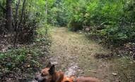 Art S.'s photo of camping with pets at Thomas Woods Campground near Twin Lakes, WI
