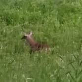 Review photo of Salt Fork State Park Campground by brad , July 18, 2022