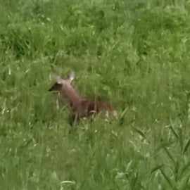 deer came right to our site!