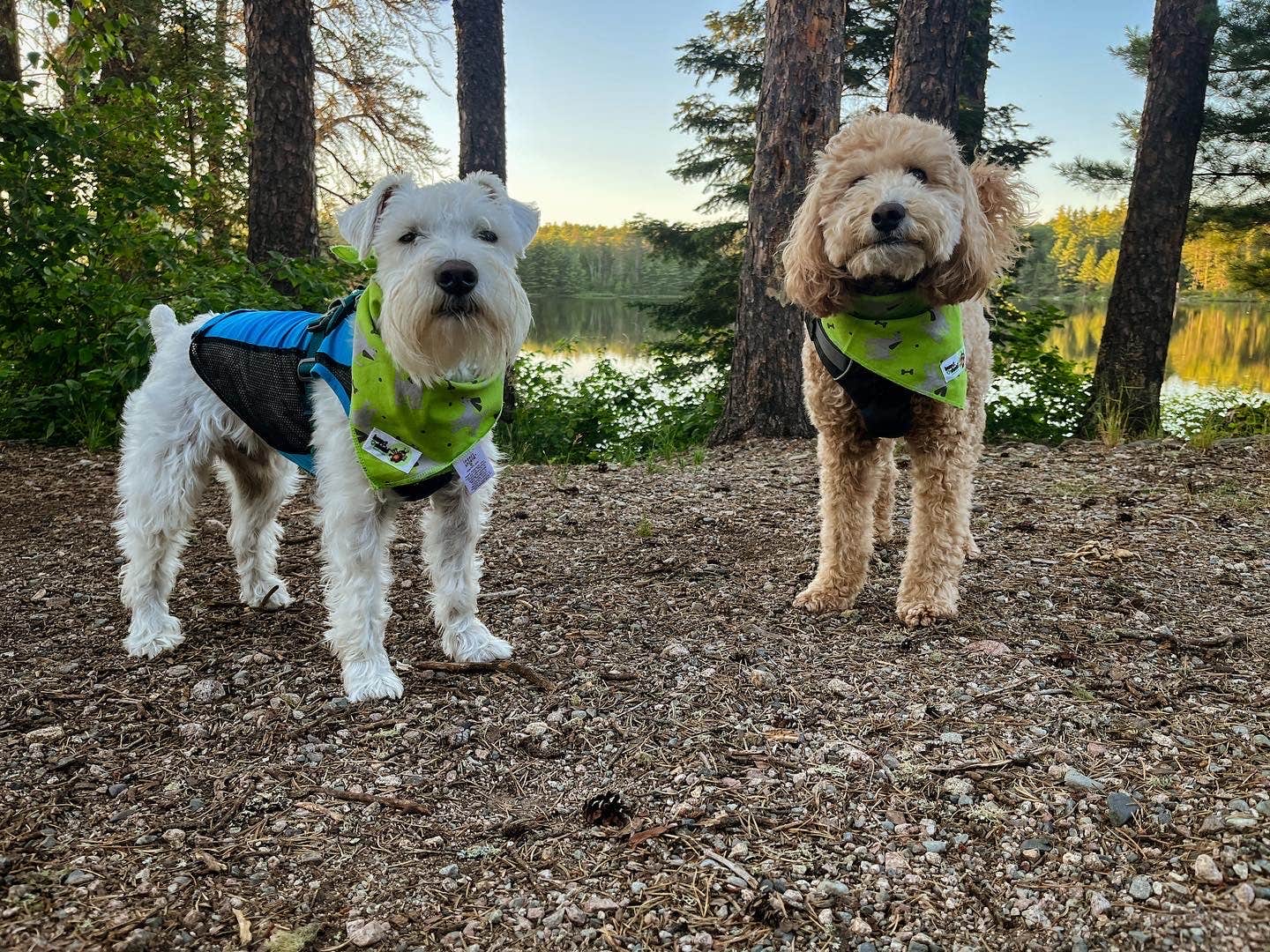 Jax L.'s photo of camping with pets at Bear Head Lake State Park Campground near Virginia, MN