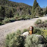 Review photo of Baker Creek Campground — Great Basin National Park by Dexter I., July 19, 2022