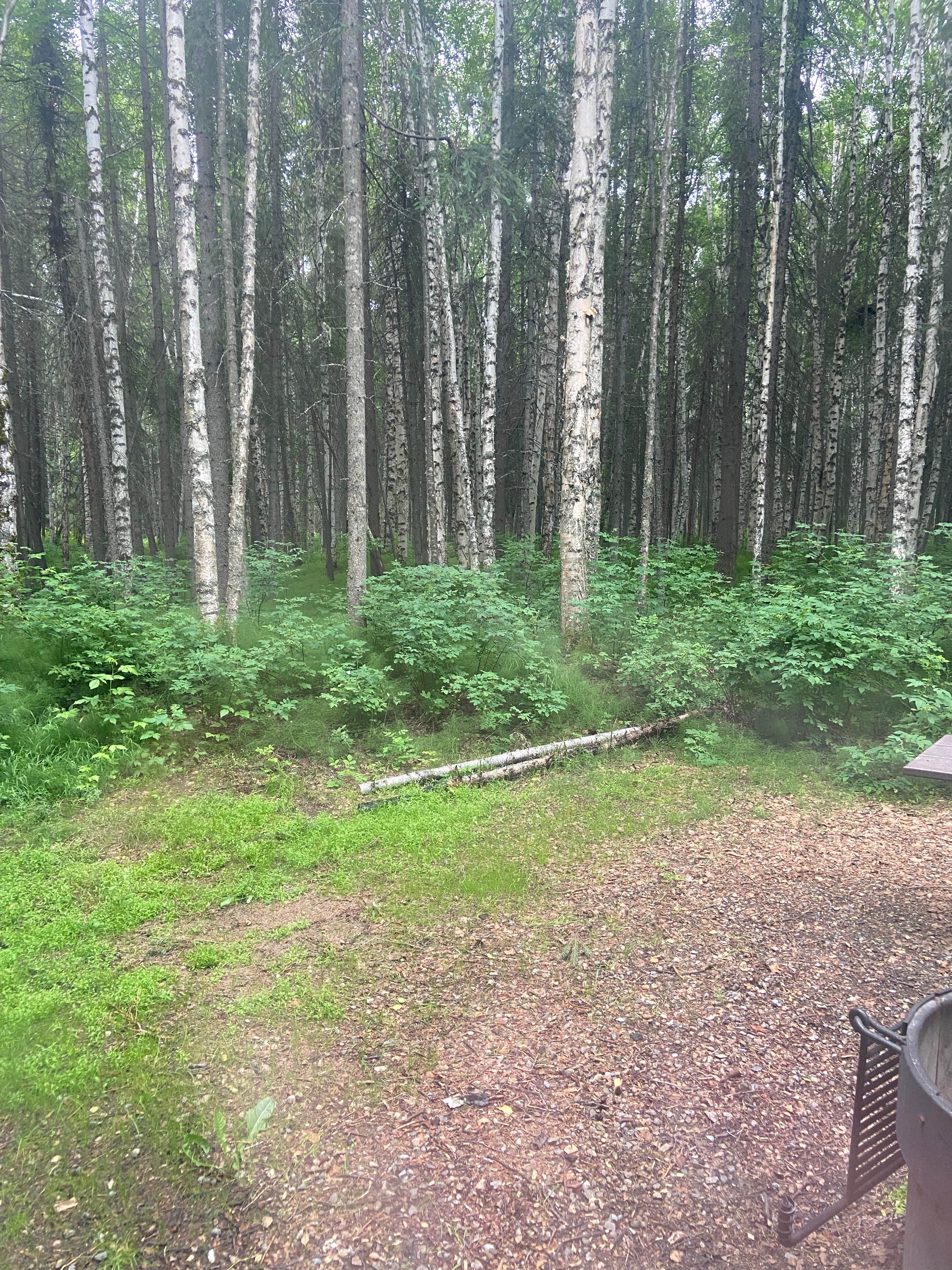 Riley N.'s photo at Rosehip Campground in Alaska