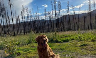 Alec's photo of camping with pets at Stillwater Pass Grand Lake Colorado - Dispersed near Rocky Mountain National Park