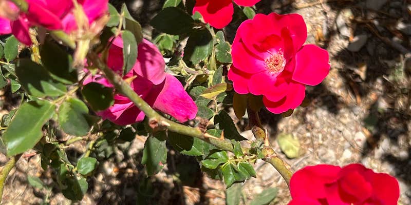 Camper submitted image from Moonflower Meadows RV Resort