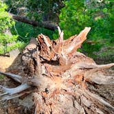 Review photo of Idyllwild Campground by Jeffrey F., July 19, 2022