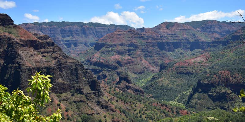 Camper submitted image from Koaie Primitive - Kokee State Park - Kauai