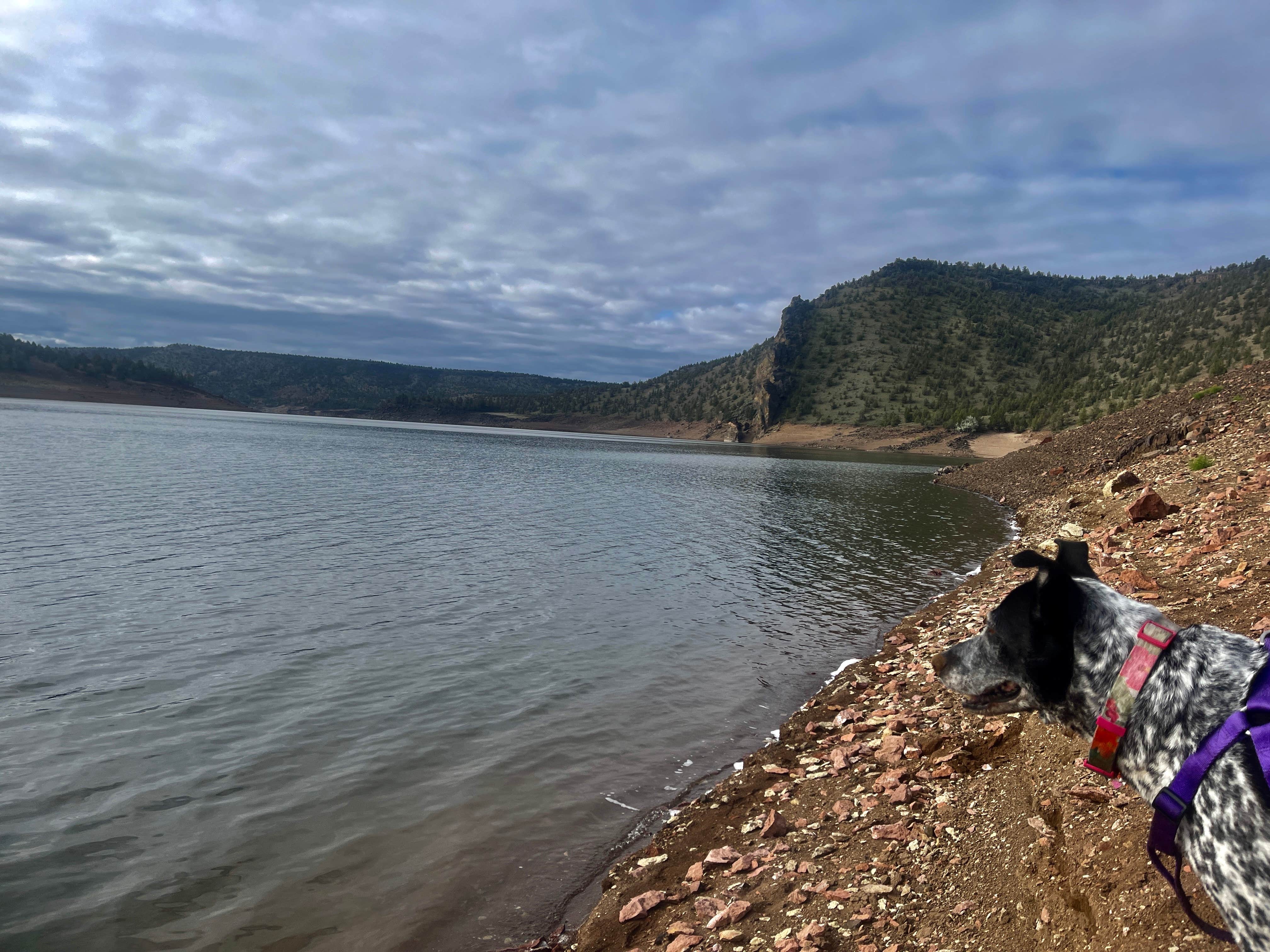 Stacy B.'s photo of camping with pets at Prineville Reservoir Main Campground — Prineville Reservoir State Park near Mitchell, OR