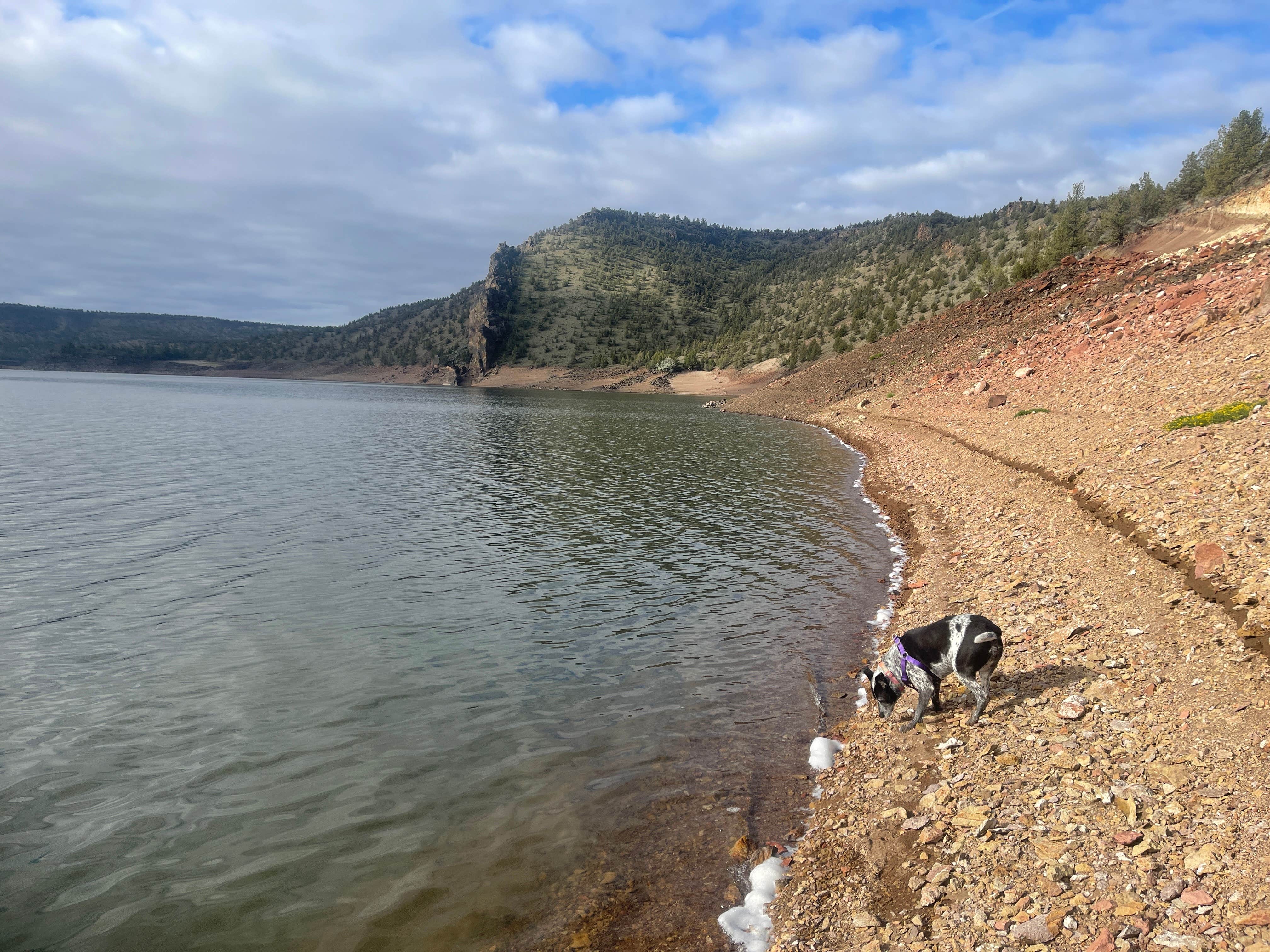 Stacy B.'s photo of camping with pets at Prineville Reservoir Main Campground — Prineville Reservoir State Park near Brothers, OR
