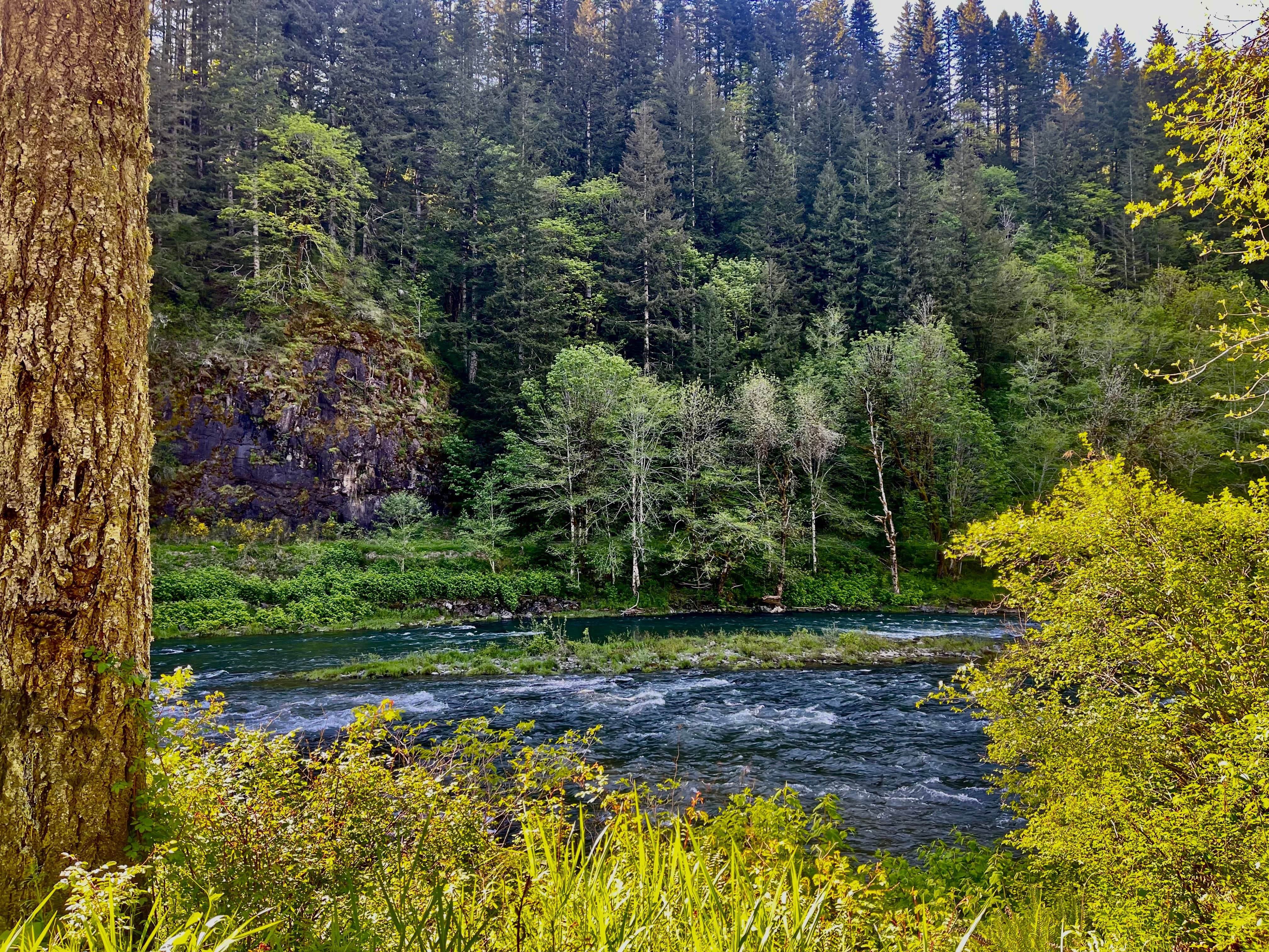 Camper-submitted photo at Henry Rierson Spruce Run Campground near Timber, OR