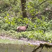 Review photo of Henry Rierson Spruce Run Campground by Stacy B., July 19, 2022