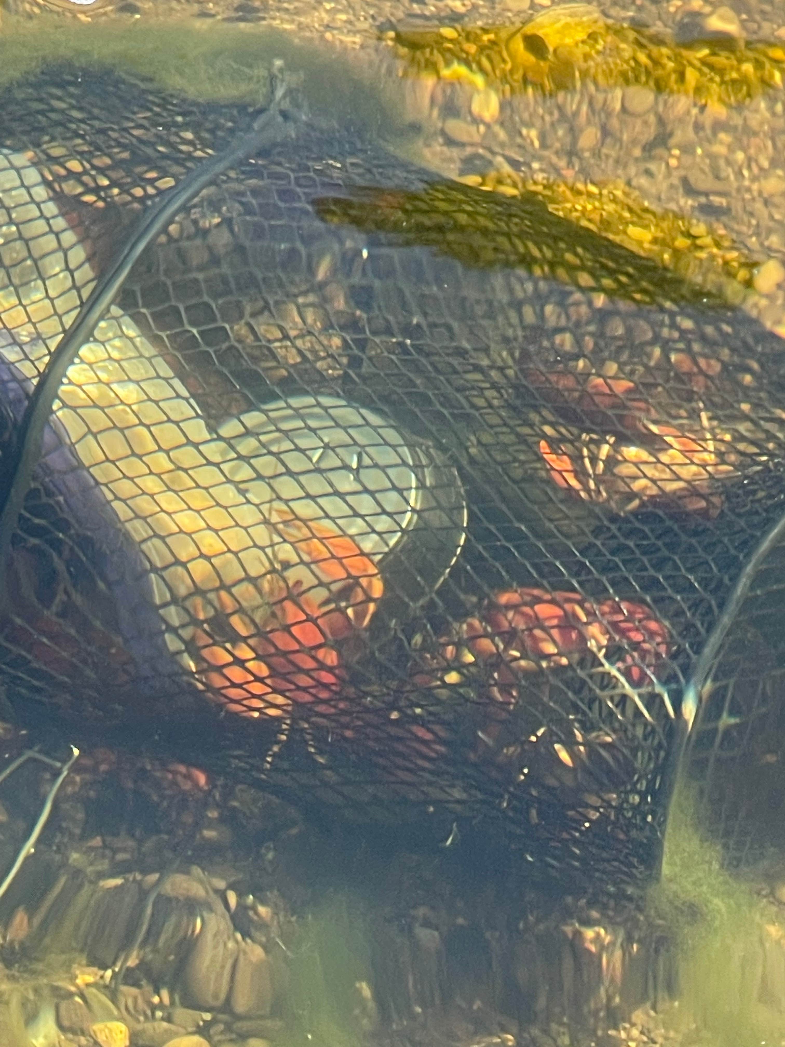 Camper-submitted photo at Henry Rierson Spruce Run Campground near Timber, OR